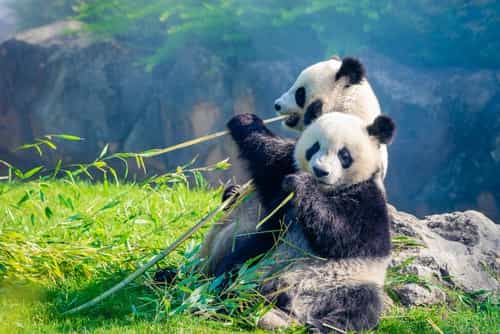 Les parcs à thème en famille 🎡