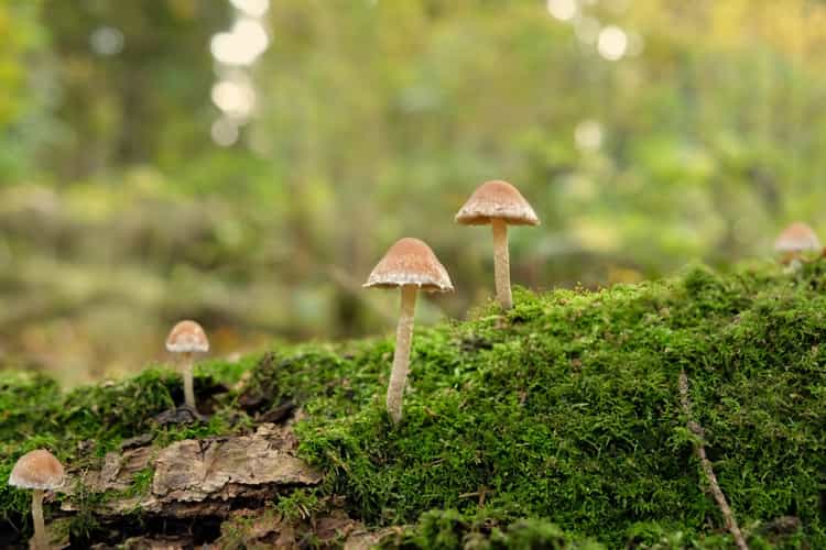 En route pour la cueillette aux champignons 