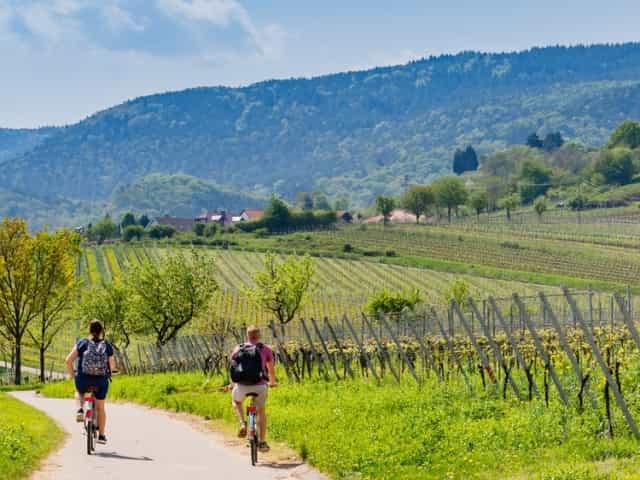 La route des vins d'Alsace
